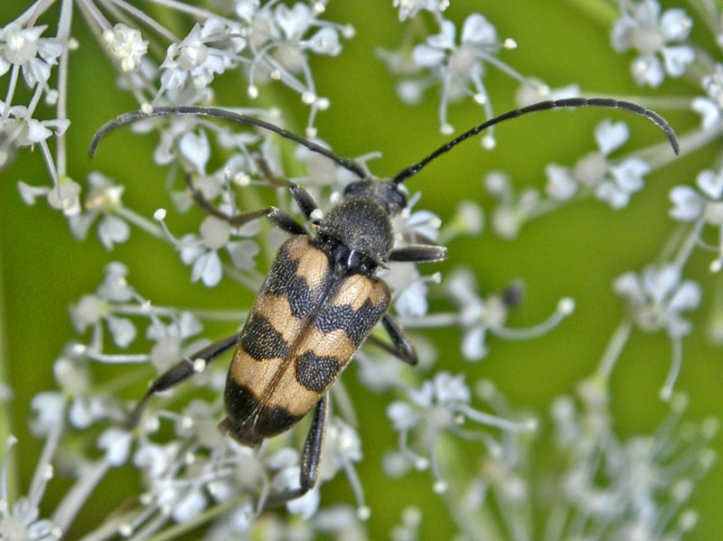 Un Cerambicide un poco diverso? - Pachytodes cerambyciformis